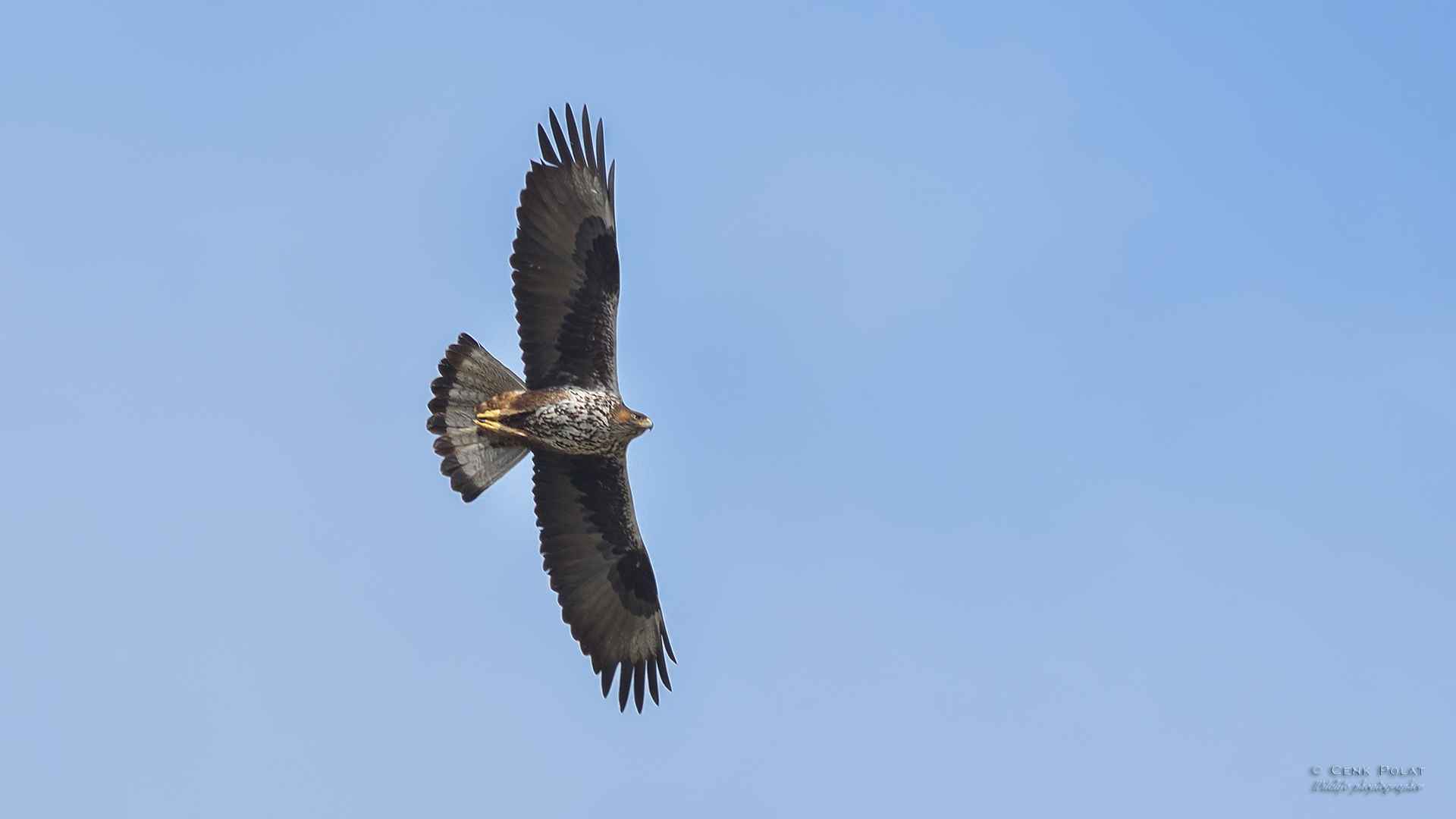 Bonelli's Eagle
